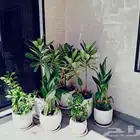 منسق حدائق وتركيب جميع شبكات الري العادي والاتمتك