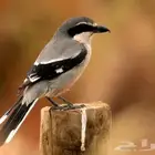 للبيع طائر صرد
