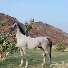 حصان عربي اصيل