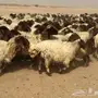 غنم نعيم 