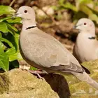 مطلوب سمان او قمري