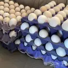 بيض بلدي ينفع لاكل والفقاسات