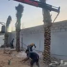 يتوفر لدينا جميع انواع النخل عربي ووشنطني للبيع ج