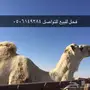 ابل للبيع 