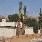 يوجد لدينا نحل عربي وواشنطني من متر الى 6 م
