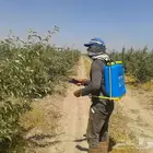 سراة عبيده