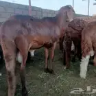 بيطري اغنام