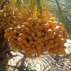 تكريب نخيل وقص أشجار بالرياض