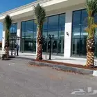 يوجد لدينا توريد جميع انواع نخيل