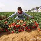 طماطم 525 T مكشوفة هجين F1