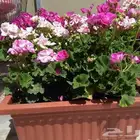 مشتل البساتين