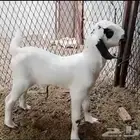 جفره بيشيه فاخره