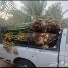 القصيم