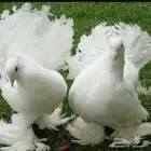 جوز حمام زينه لهواة الطيور الموقع الرياض حي النسيم الغربي