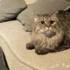 قط للبيع للتبني