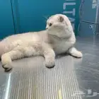 قط سكوتش تربل فولد سلفر ذكر