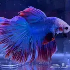 ذكر سمكه الفايتر