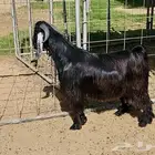 تيس عارضي صنف عمر 8 اشهر