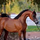 خيل