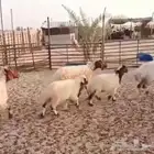 غنم نعيم 3حدرها 3هرافا فل ظهر وطرف شرط سليمه من كشي