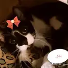 قطه بلدي تربية منزل للتبني