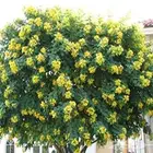 تنسيق الحدائق وجميع انواع الشتلات