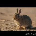ارانب للبيع العدد مفتوح...