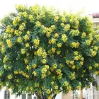 مشتل الاصيل الشمالي