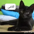 قطط للتبني ذكر و انثى كلهم لونهم اسود