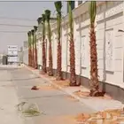 نخل واشنطني زينه توريد وزراعة وتوصيل إلى جميع مناطق المملكة