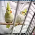 جوز كروان صحه ونضافه البيع مع الملحقات
