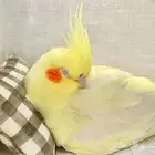 طائر كوكتيل