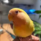 فندقة وتبني طيور