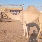 ابل وادي الدواسر