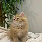قطط شيرازي هجين مون فيس للبيع