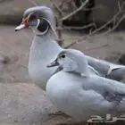 جوز بط وود دك سيلفر من نوادر