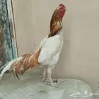 ديك باكستاني ميوالى