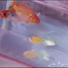 حوض   4 سمك للبيع. ب40ريال