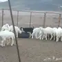 غنم للبيع صنف طيب نظام دفعات او مهله