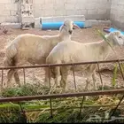 عدد 2 ذكور جذعان