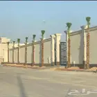 يوجد لدينا نخل واشنطني اللبيع بجميع المقاسات