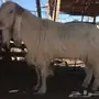 للبيع فحل ابيض 