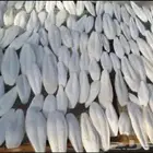 عظم حبار للطيور