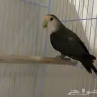 مطلوب جوز روز منتج اليف