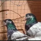 جوز رام تيدي