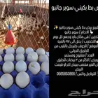 بيض بط بكيني