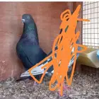ذكر زاخ هندي