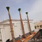 زراعةالنخل.وتركيب الشبوك