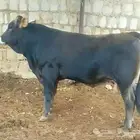 ثيران