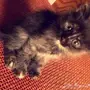 قطه جده
